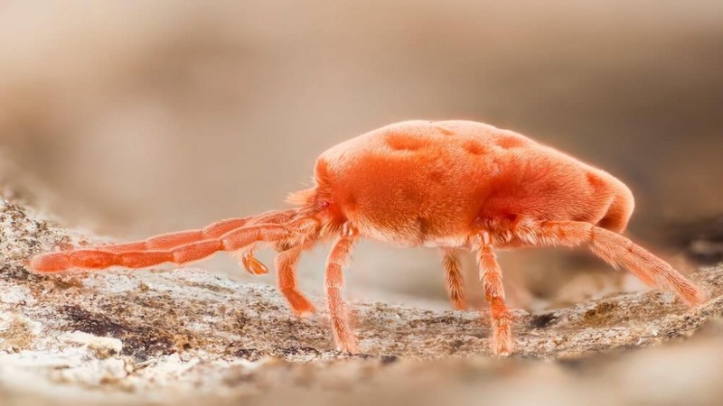 Close-up of a bright orange mite with eight legs and fine hairs, walking on a rough surface with a blurred background.